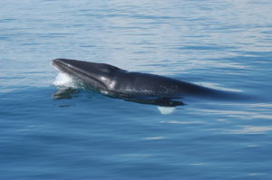 A whale in the ocean