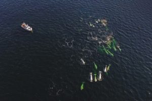 A birds eye view of the ocean with a boat and whales in the water surrounding it