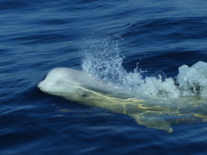 A whale in the ocean