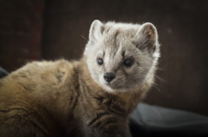 Close up of a ferret 