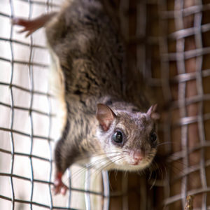 A flying squirrel crawling on a wire fence