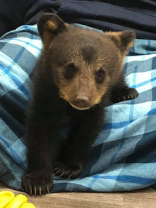 A baby bear sitting on top of a blanket