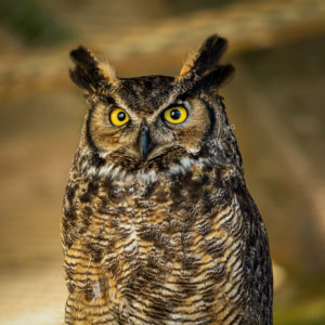 A close up of an owl