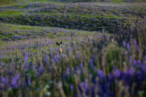 A field of purple flowers and greenery and a deer in the distance 