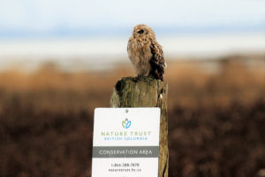 An owl sitting on top of a wooden post with a sign that says "Nature Trust British Columbia Conservation Area"