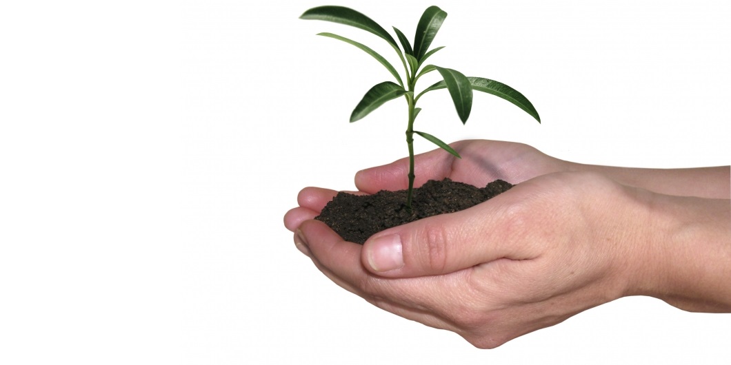 Small green plant with soil in the palm of persons hand