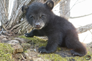 Images of our youngest cub taken today (April 7th) and the past two days. Cubs are born in January. This cub weighed 1.96 KG on March 31 2021 Pick and choose as you wish