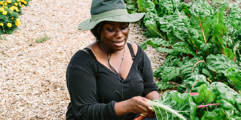 A woman sitting cross legged in a field gathering lettuce leaves