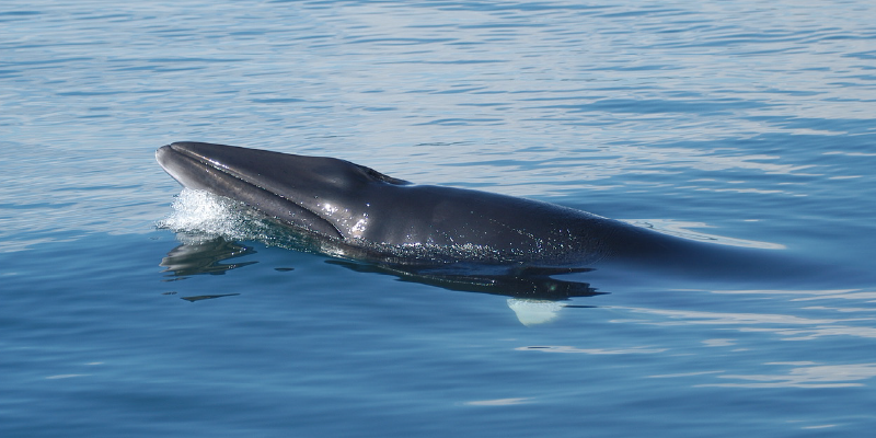 A whale in the ocean