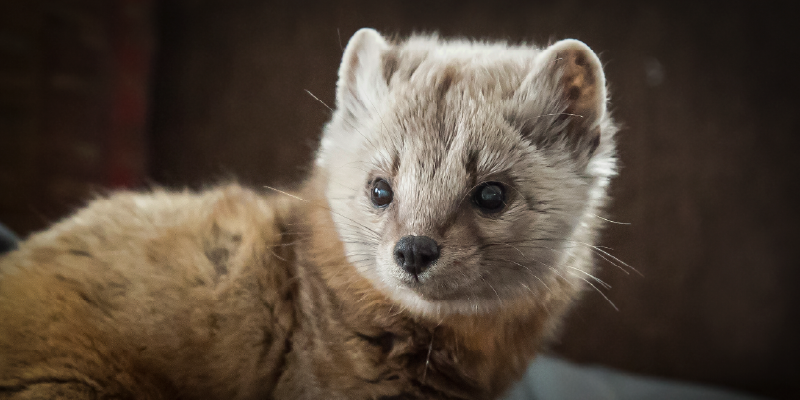 Close up of a ferret